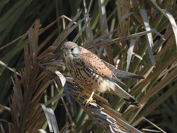 Tuulihaukka, Common Kestrel, Falco tinnunculus